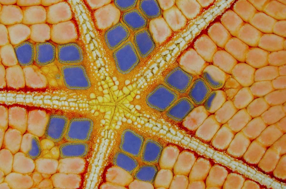 Indonesia, Lembeh Strait Patterns on sea star